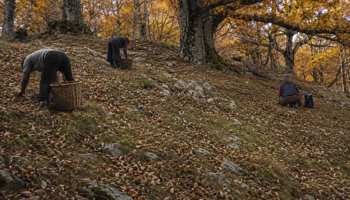 Raccolta castagne nel Pollino - Foto Boai