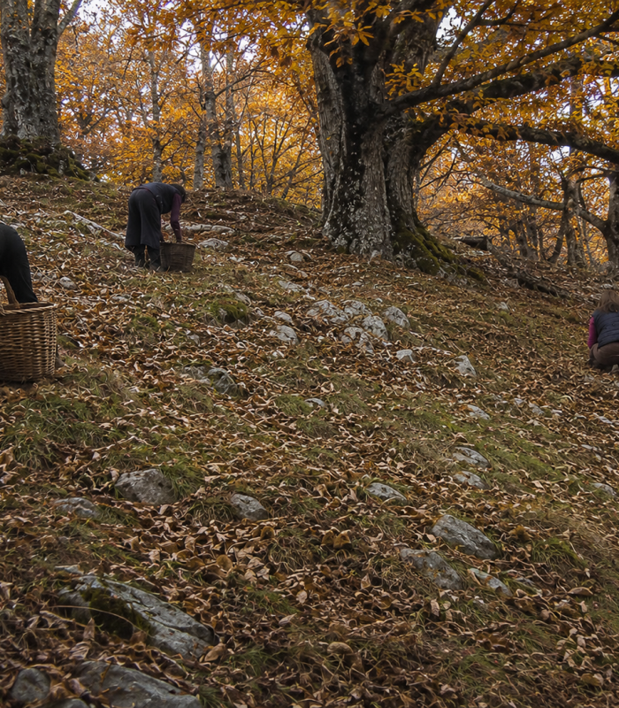 Raccolta castagne nel Pollino - Foto Boai